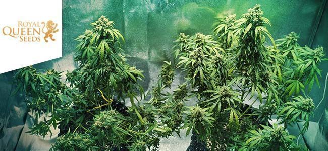 Royal Dwarf (Royal Queen Seeds) Royal Dwarf (Royal Queen Seeds)