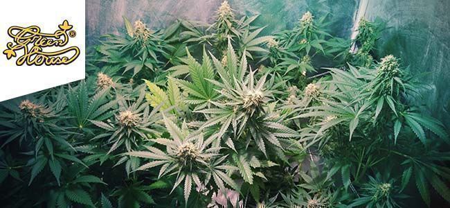 Super Bud (Green House Seeds) Super Bud (Green House Seeds)