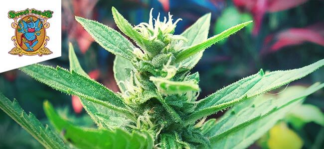 Sweet Skunk Auto (Sweet Seeds) Sweet Skunk Auto (Sweet Seeds)