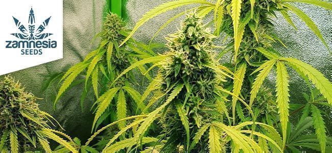 Lemon Wonder Automatic Van Zamnesia Seeds Lemon Wonder Automatic Van Zamnesia Seeds