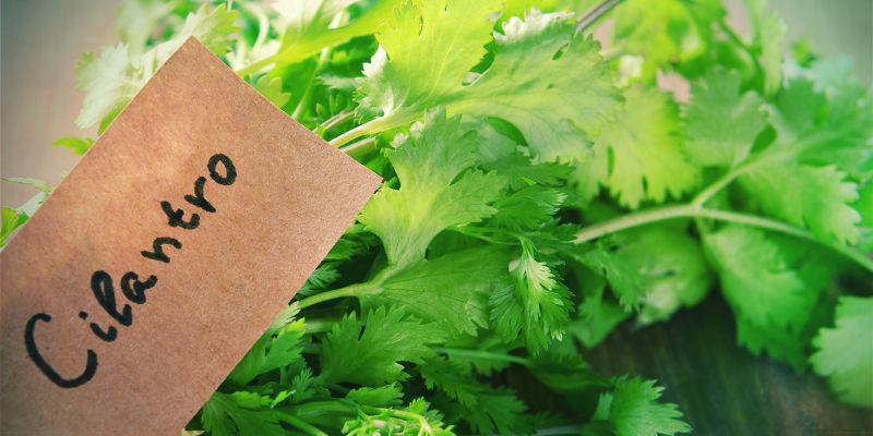 Companion Planting Cannabis Pests Companion Planting Cannabis Pests