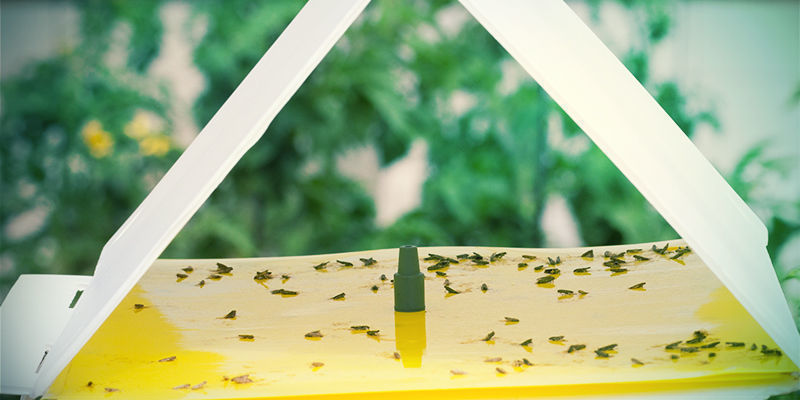 Pułapki feromonowe na szkodniki konopi Pułapki feromonowe na szkodniki konopi