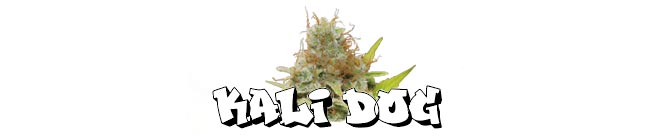 Kali Dog - Royal Queen Seeds