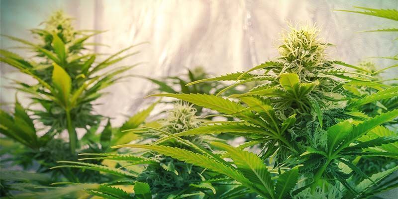 SKRÓĆ FAZĘ WZROSTU WEGETATYWNEGO