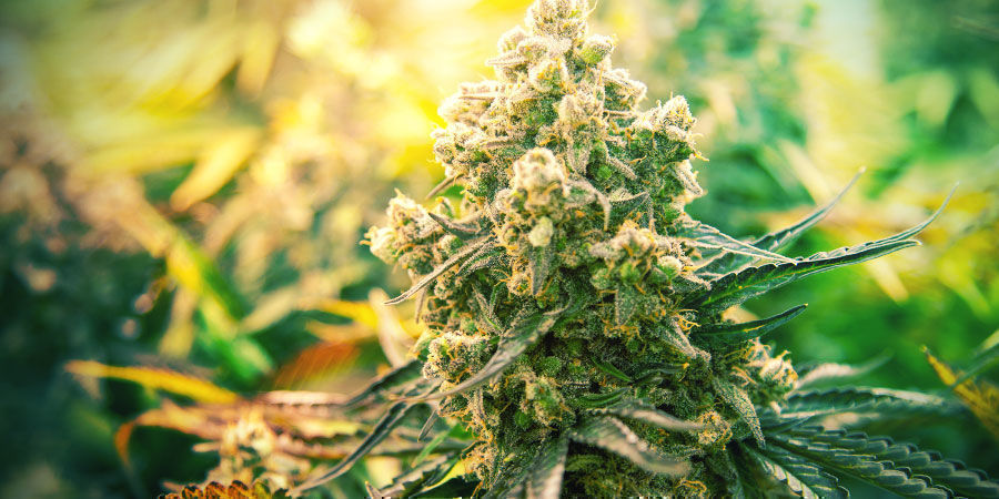 Odmiany marihuany na imprezę Odmiany marihuany na imprezę