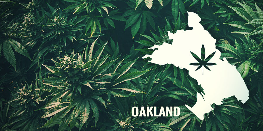 HISTORIA AUTO PURPLE COUSKUSH – OAKLAND