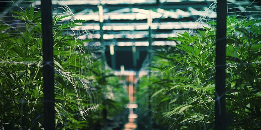 Zarezerwuj wycieczkę konopną Zarezerwuj wycieczkę konopną