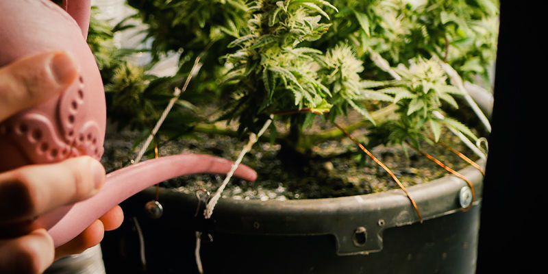 48 Godzin Przed Zbiorem