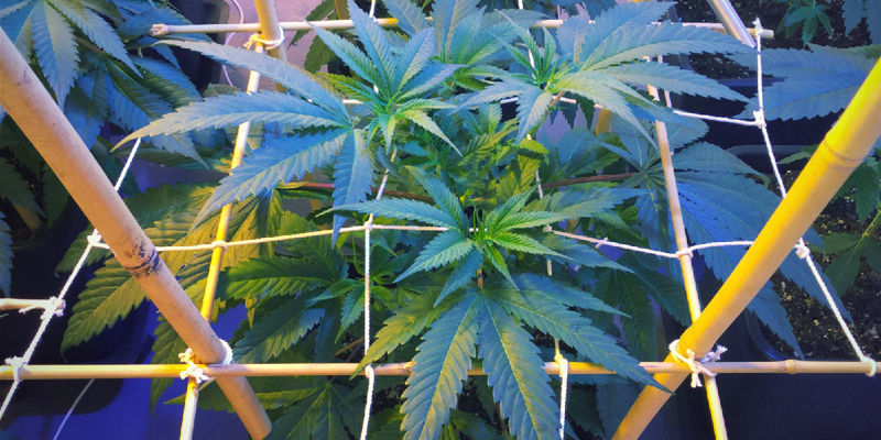 Podczas fazy wzrostu wegetatywnego