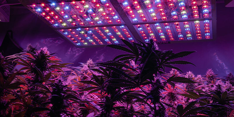 Początek fazy kwitnienia