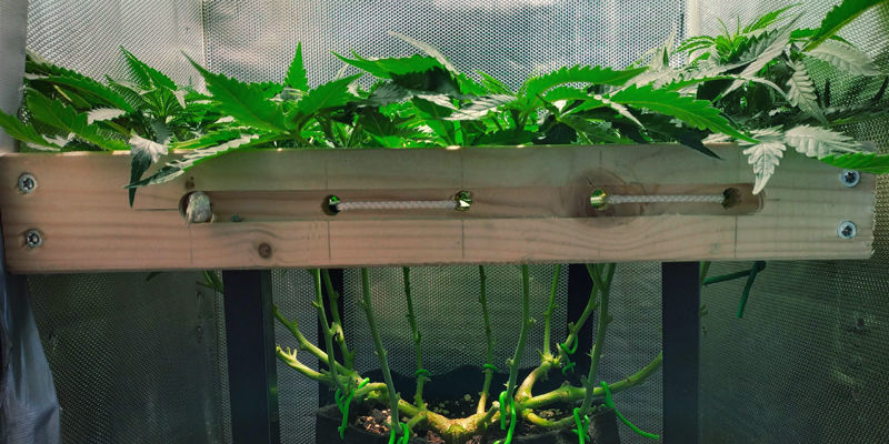 Dlaczego „dobry” stres jest ważny dla produkcji trichomów?