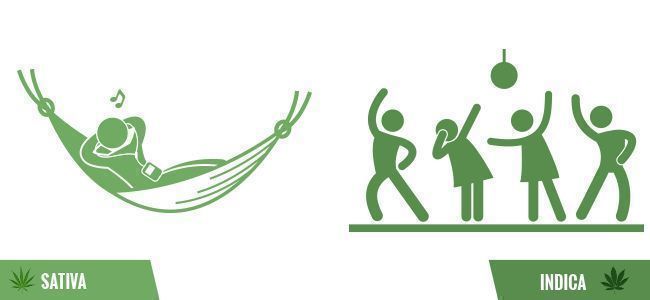 Błędy palaczy: nierozróżnianie indiki od sativy