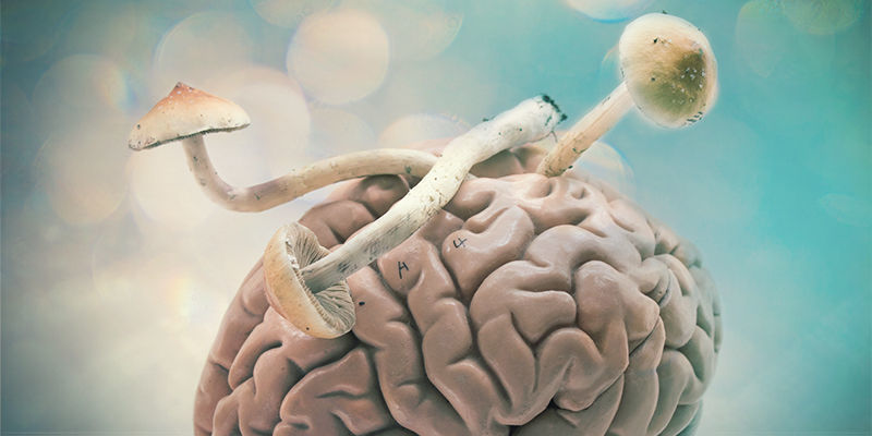 Psylocybina i mózg