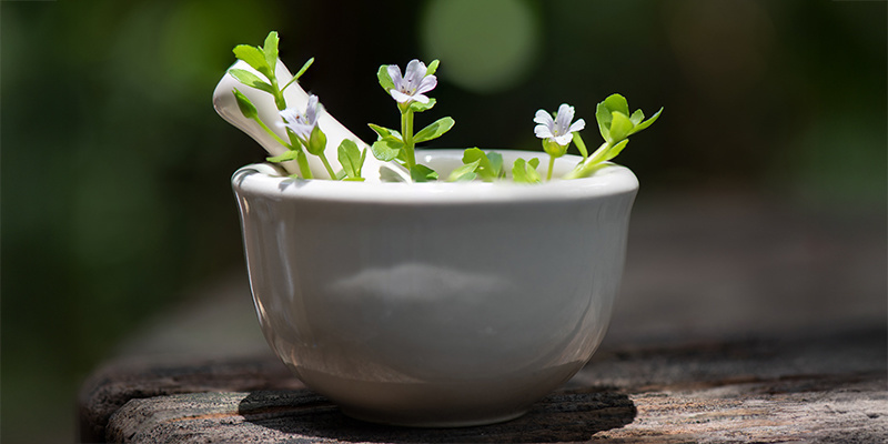Bacopa monnieri