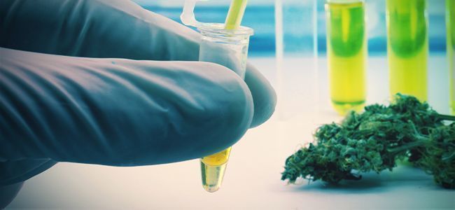 PROCES EKSTRAKCJI ROZPUSZCZALNIKOWEJ