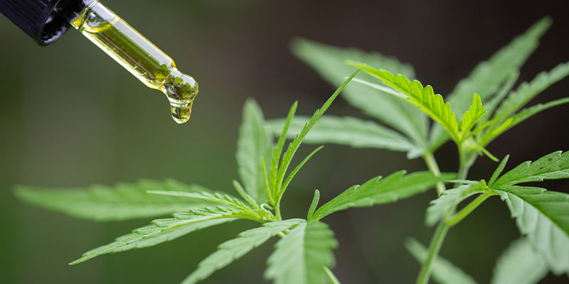 Pomyśl o pochodzeniu użytych konopi Pomyśl o pochodzeniu użytych konopi