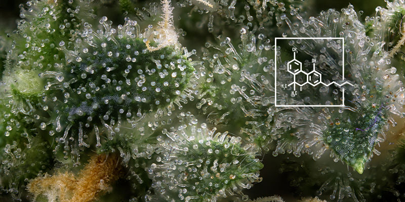 Przyjrzyj się profilowi kannabinoidowemu LOOK AT THE CANNABINOID PROFILE