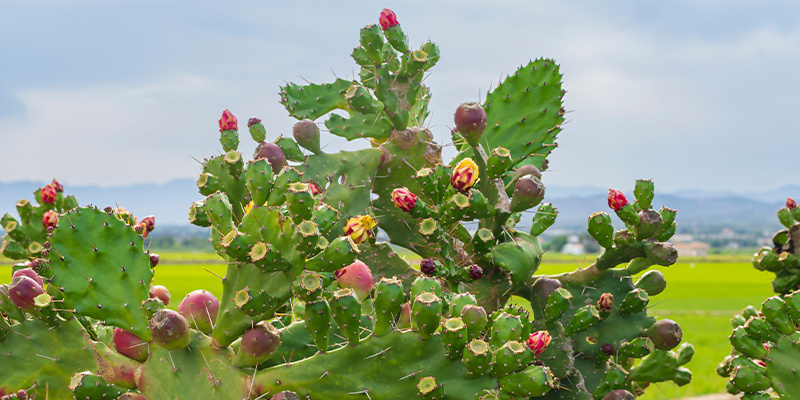 5 most common cactus care mistakes