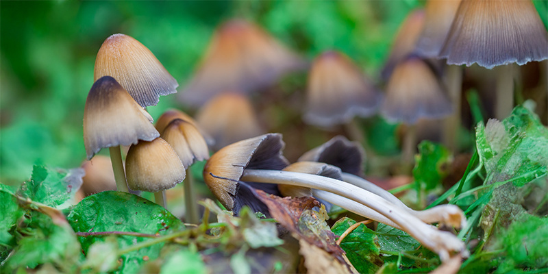 Świadoma droga naprz&oacute;d: enteogeny we wsp&oacute;łczesnym świecie