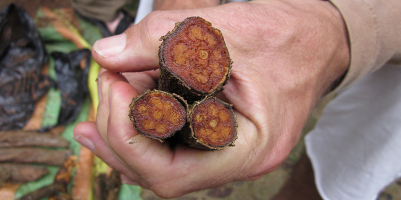 Top 10 enteogen&oacute;w