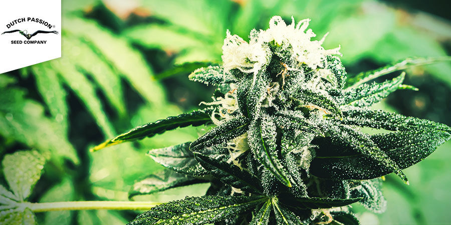 Auto CBD-Victory (Dutch Passion) Auto CBD-Victory (Dutch Passion)