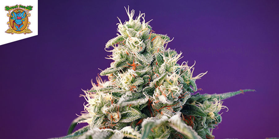 Bruce Banner Auto By Sweet Seeds Bruce Banner Auto By Sweet Seeds