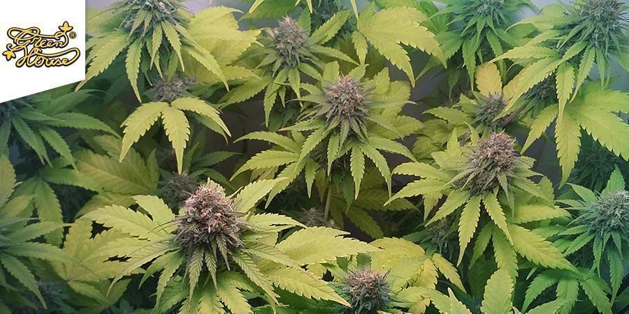 Deep Candy (Greenhouse Seeds) Deep Candy (Greenhouse Seeds)