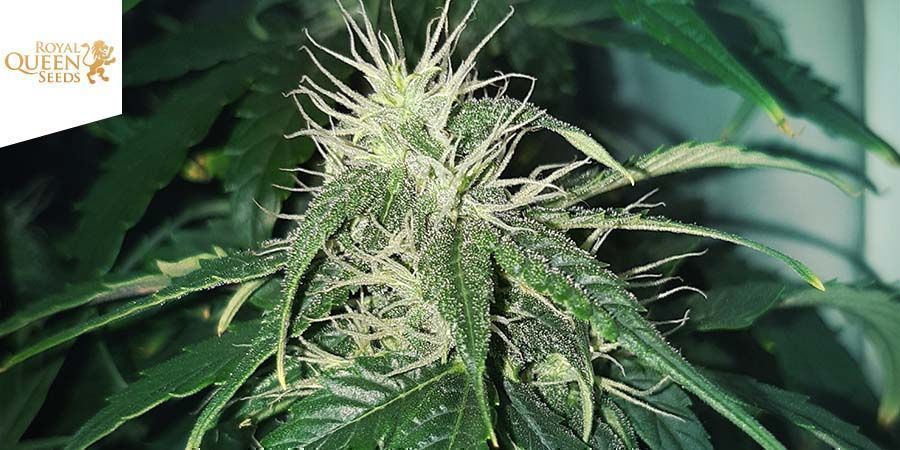 Royal CBDV Automatic (Royal Queen Seeds) Royal CBDV Automatic (Royal Queen Seeds)