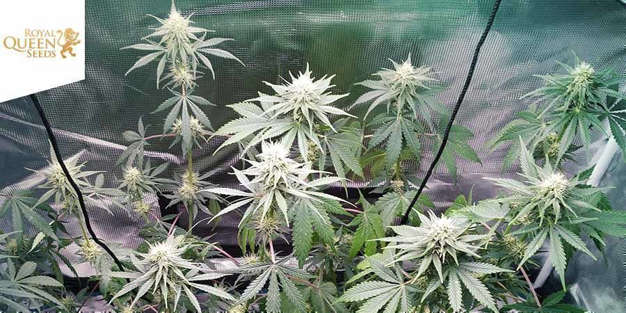 Royal Runtz (Royal Queen Seeds) Royal Runtz (Royal Queen Seeds)