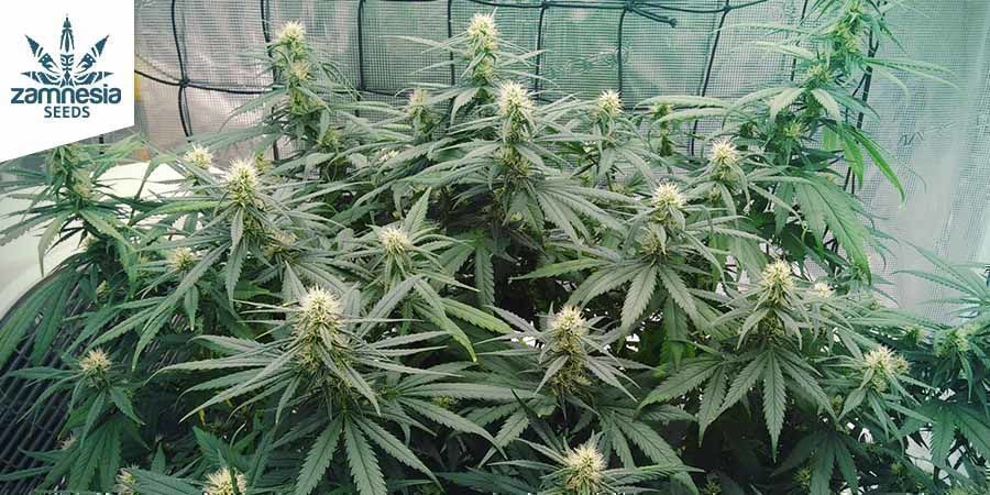 Wedding Cake (Zamnesia Seeds) Wedding Cake (Zamnesia Seeds)