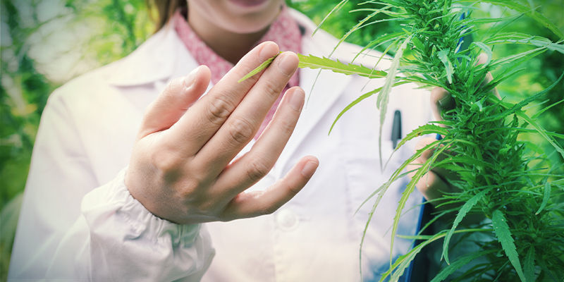 AMSTERDAMSKA LEGENDA