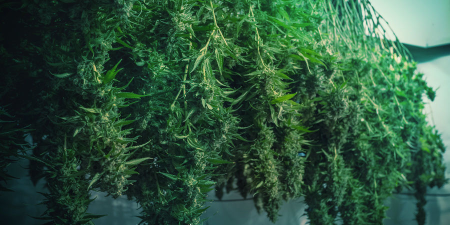 Jak uniknąć spleśniałej marihuany Jak uniknąć spleśniałej marihuany