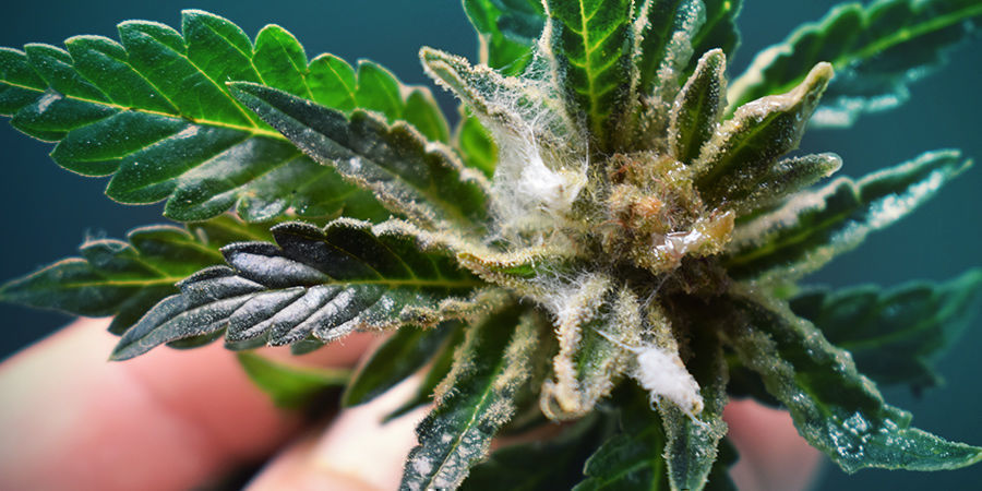 Jak rozpoznać pleśń Jak rozpoznać pleśń