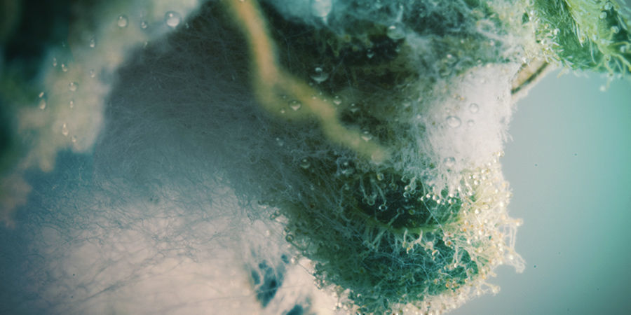 Jakie są przyczyny pleśni? Jakie są przyczyny pleśni?