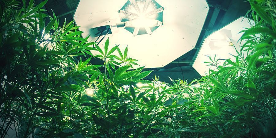 Rośliny konopi autokwitnących Autoflowering Cannabis Plants