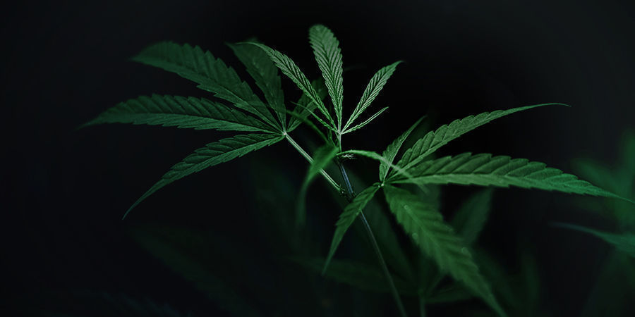 Ciemny cykl roślin konopi Cannabis Plants Dark Cycle