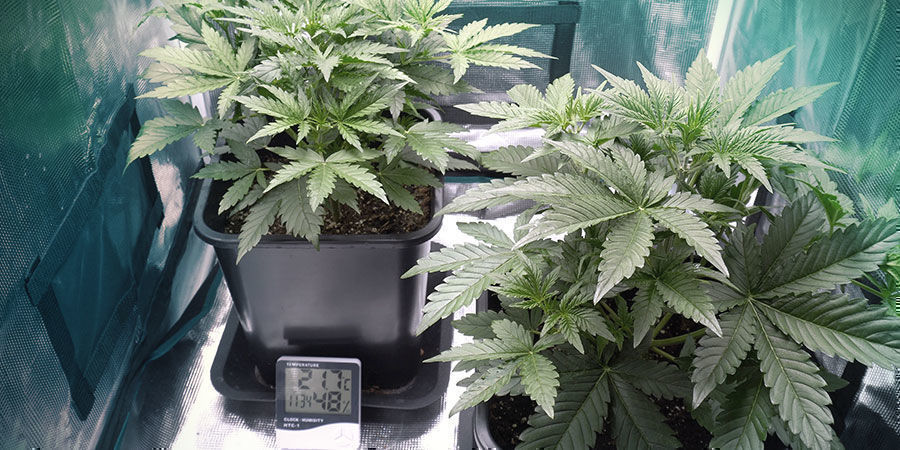 Temperatura Temperatura