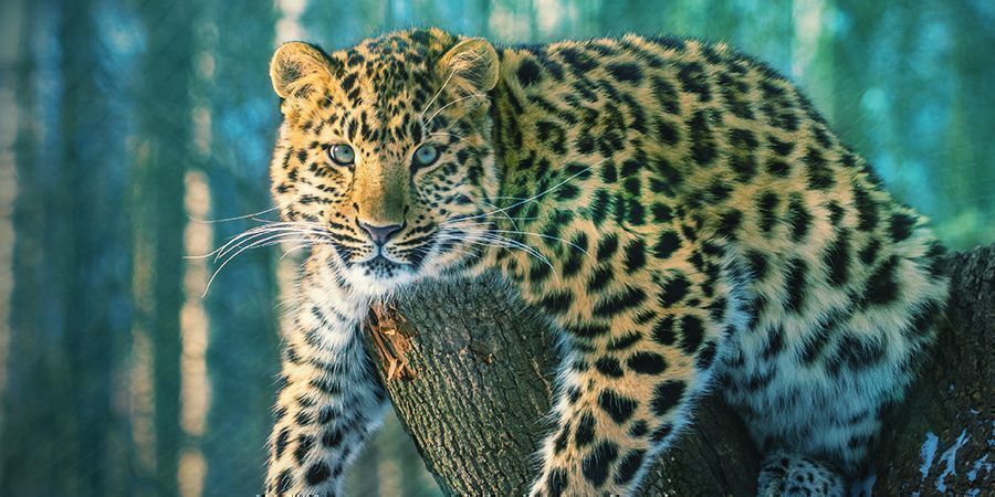 Jaguary, które uwielbiają się odurzać – ayahuasca (Banisteriopsis caapi)