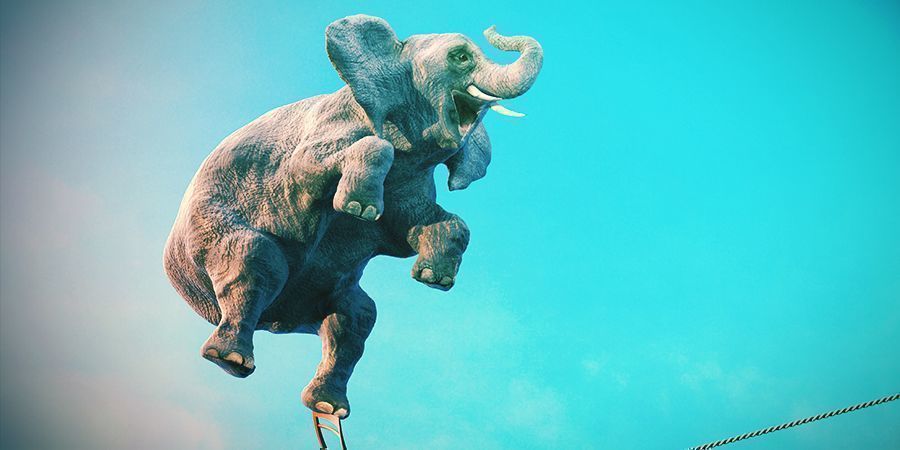 Słonie, które lubią się odurzać – alkohol i iboga