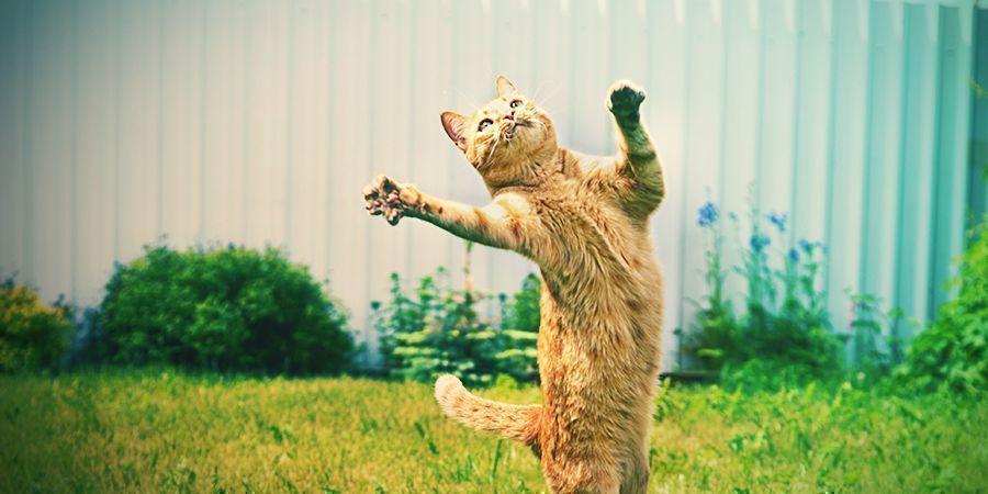 Koty, które uwielbiają się odurzać – kocimiętka