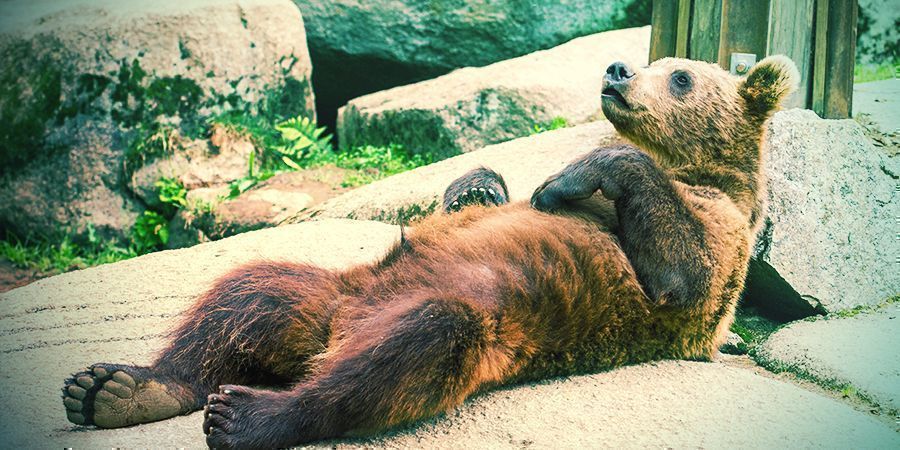 Niedźwiedzie, które lubią być na haju – grzyby i paliwo lotnicze