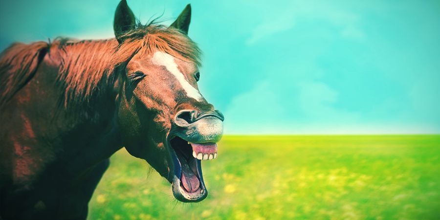 Konie, które lubią się odurzać – locoweed