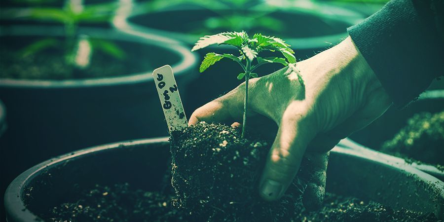 PROSTY SPOSÓB, KTÓRY UŁATWIA PRZESADZANIE