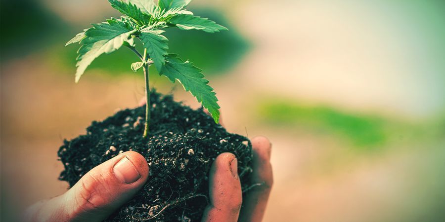 Jak przesadzać rośliny konopi? JAK PRZESADZAĆ ROŚLINY KONOPI?