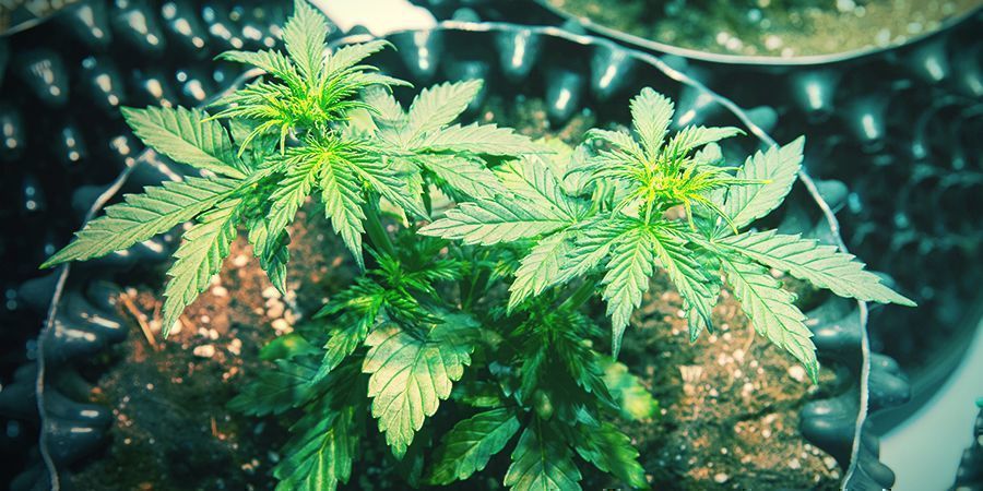 Kiedy muszę przesadzić? KIEDY MUSZĘ PRZESADZIĆ?