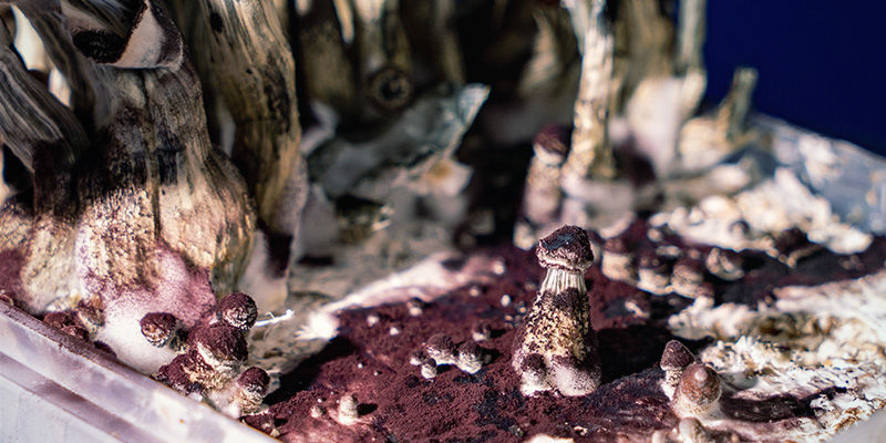 Grzybki halucynki: kiedy jest już za późno?