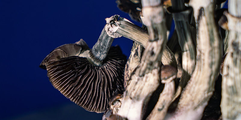 Grzybki halucynki: kiedy jest już za późno?