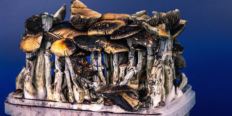 Grzybki halucynki: kiedy jest już za późno?