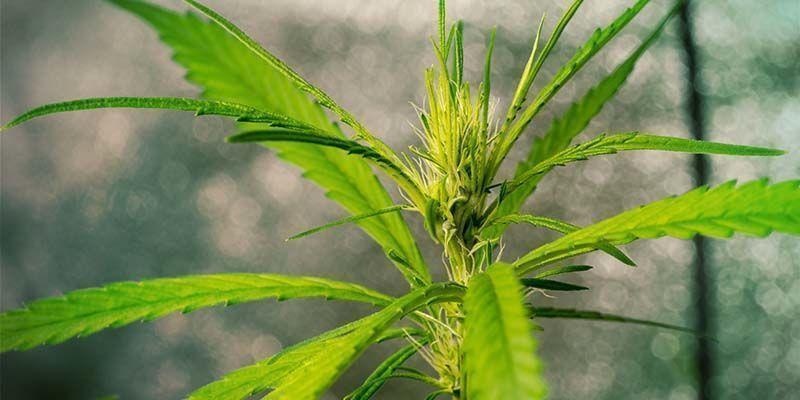 Efekty i smak Dr. Grinspoon Efekty i smak Dr. Grinspoon