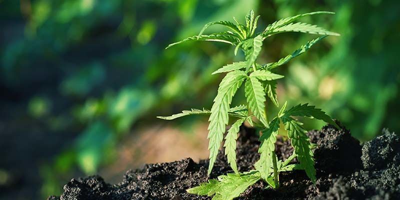 Jak uprawiać Gelato